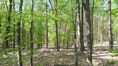 Nature Trees summer forests skyscapes