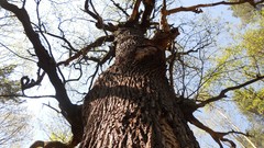 Nature Trees summer forests skyscapes