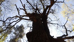 Nature Trees summer forests skyscapes