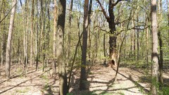 Nature Trees summer forests skyscapes