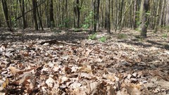Nature Trees summer forests skyscapes