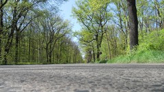 Nature Trees summer forests skyscapes