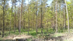 Nature Trees summer forests skyscapes