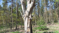 Nature Trees summer forests skyscapes