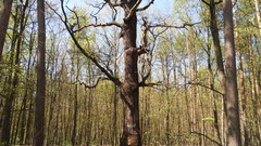 Nature Trees summer forests skyscapes