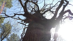 Nature Trees summer forests skyscapes