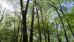 Nature Trees summer forests skyscapes