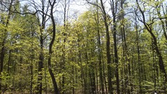 Nature Trees summer forests skyscapes