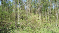 Nature Trees summer forests skyscapes