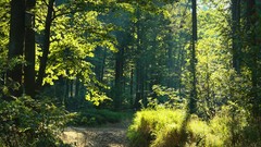 Nature Trees summer light paths sunlight forests