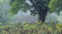 Nature Trees summer meadows Tennessee