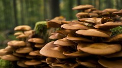 Nature Trees summer mushrooms spring forests