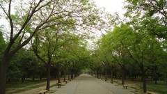 Nature Trees summer roads iran artwork