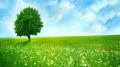 Nature Trees summer spring forests