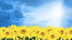 Nature Trees summer spring forests