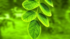 Nature Trees summer spring forests