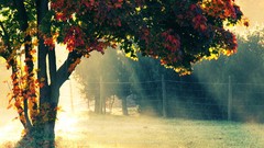 Nature Trees sun autumn morning