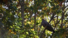 Nature Trees sun Birds Africa doves