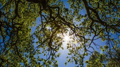 Nature Trees sun branches HDR Photography worms eye view