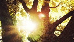 Nature Trees sun branches sunlight