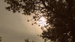 Nature Trees sun clouds skyscapes