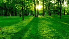 Nature Trees sun forest Green paradise awesome