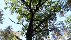 Nature Trees sun forests skyscapes