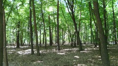 Nature Trees sun forests skyscapes