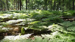 Nature Trees sun forests skyscapes
