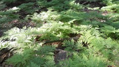 Nature Trees sun forests skyscapes