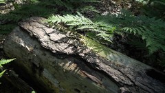 Nature Trees sun forests skyscapes