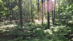 Nature Trees sun forests skyscapes