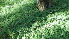 Nature Trees sun forests skyscapes