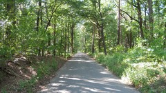 Nature Trees sun forests skyscapes