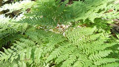 Nature Trees sun forests skyscapes