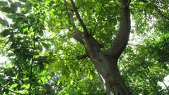 Nature Trees sun iran artwork