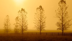 Nature Trees sun meadows morning