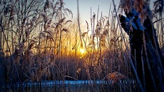 Nature Trees sun Plants