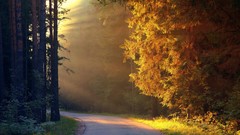 Nature Trees sun roads sunlight