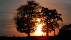 Nature Trees sun shadows