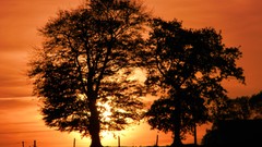 Nature Trees sun shadows