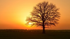 Nature Trees sun sunlight