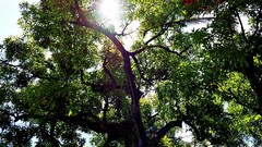 Nature Trees sun sunlight