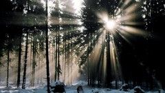 Nature Trees sunlight