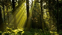 Nature Trees sunlight