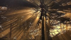 Nature Trees sunlight