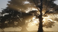 Nature Trees sunlight