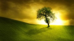 Nature Trees sunlight