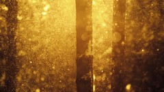 Nature Trees sunlight