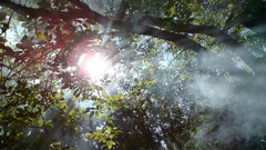 Nature Trees sunlight branches